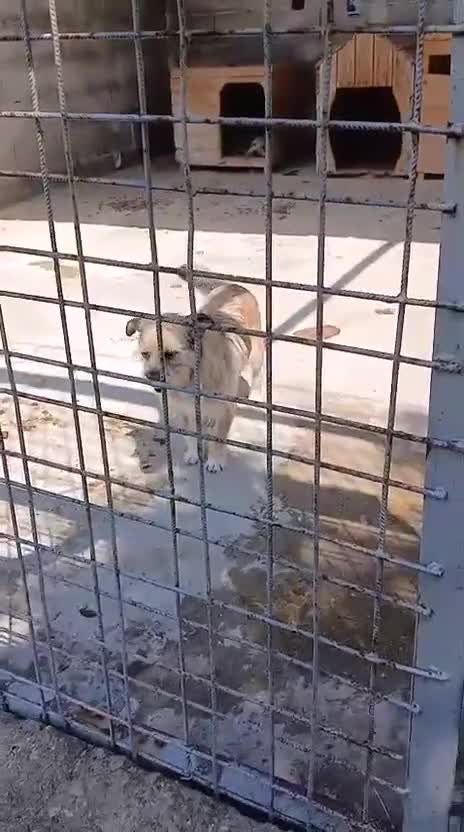 Mixed Breed dogs for adoption: Charlotte approx 6 yr old. Available for adoption. - Video 1