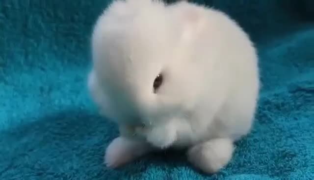 Mini Lop rabbits for sale: MINI LOP BUNNIES - PEDIGREE  - Video 3