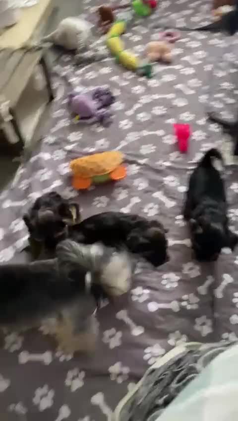 Yorkshire Terrier dogs for sale: Mini Yorkshire terrier puppies  - Video 1