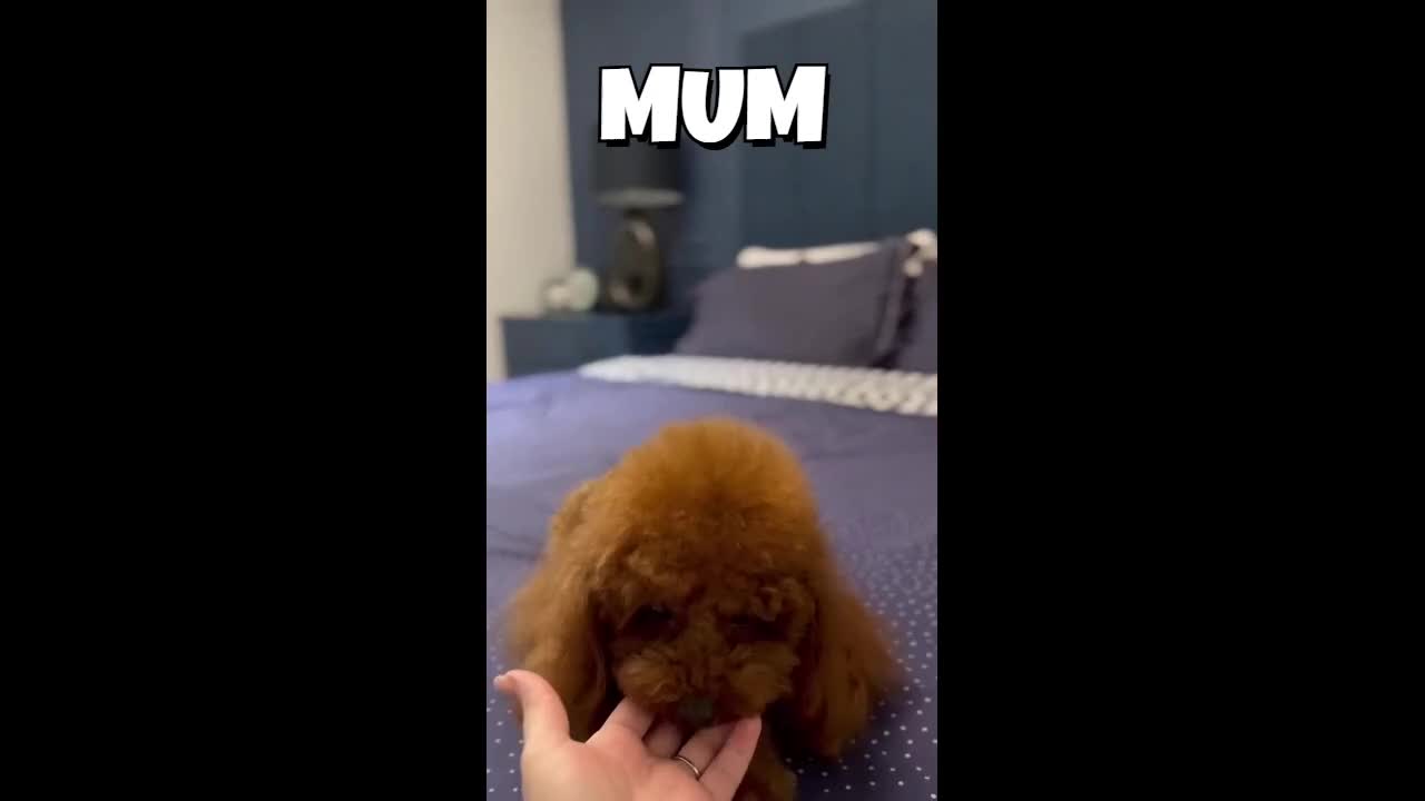 Toy Poodle dogs for sale: TOY POODLE, FULL ASIAN LINE MAHOGANY BOY  - Video 1