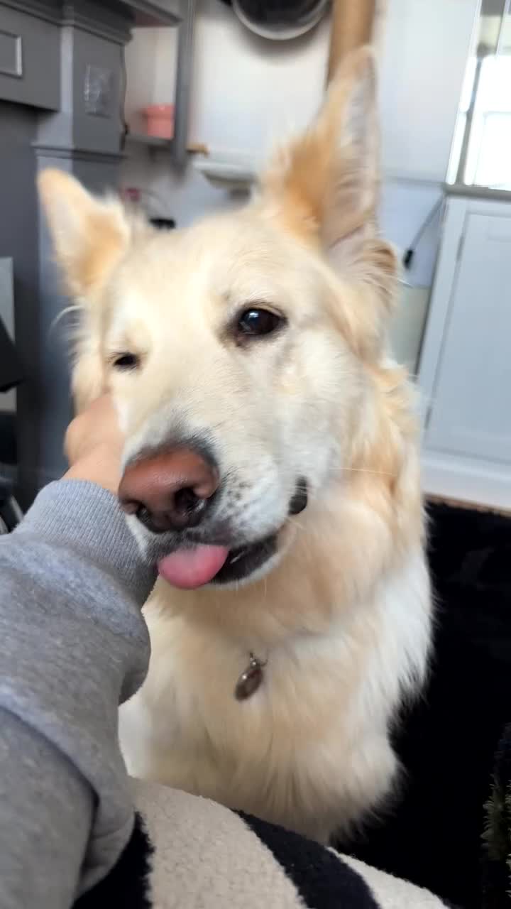 German Shepherd dogs for sale: White Apricot/Cream 3yrs old (2023). - Video 3