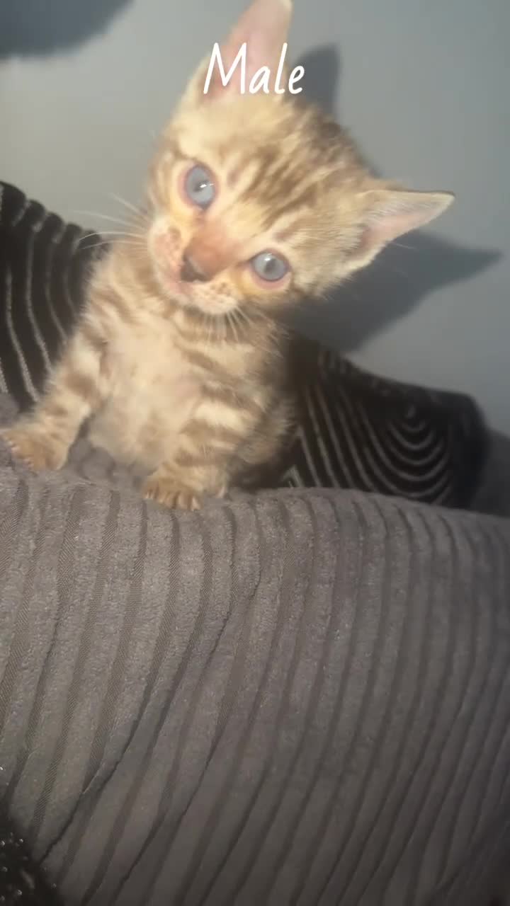 Bengal cats for sale: Bengal kittens  - Video 1