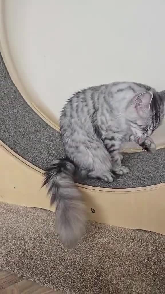 Maine Coon cats for sale: Maine Coon girl. - Video 1