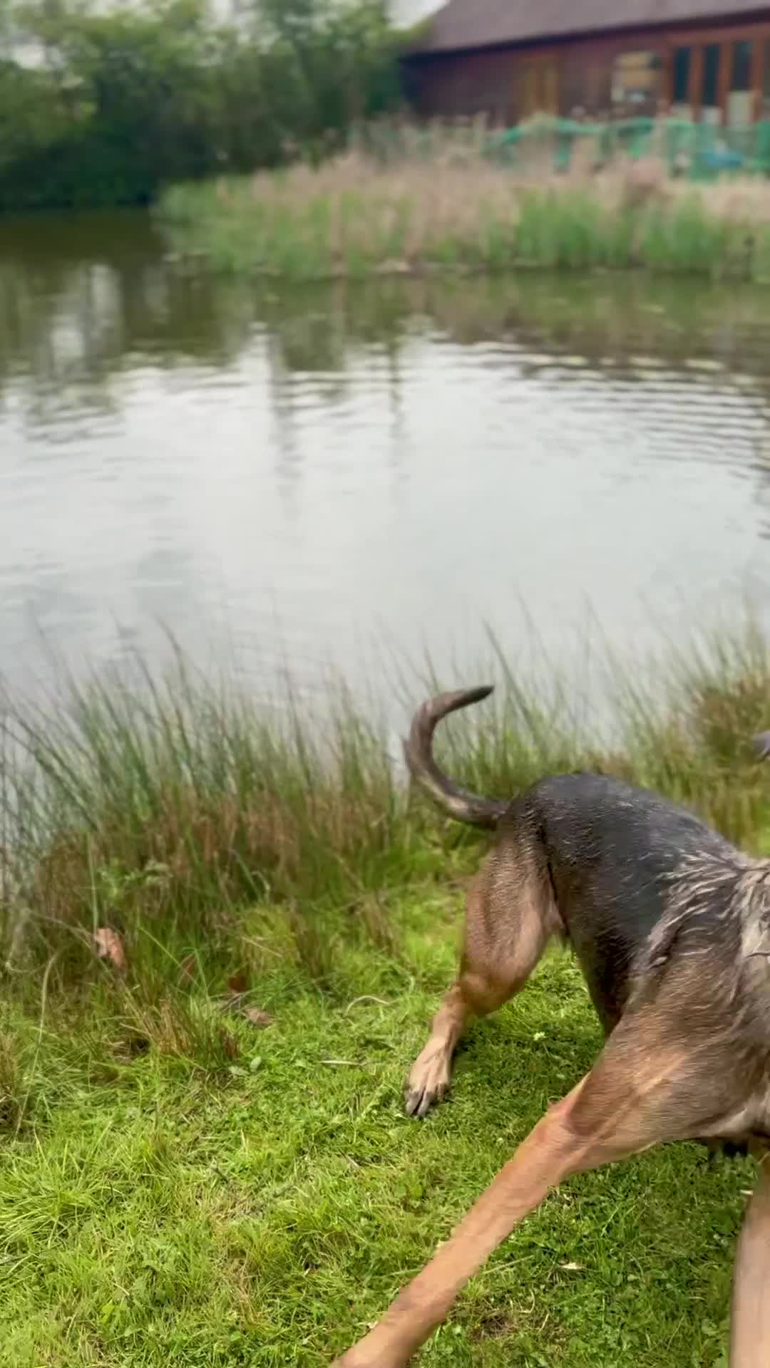 Mixed Breed dogs for sale: Security Dog for Sale  - Video 1