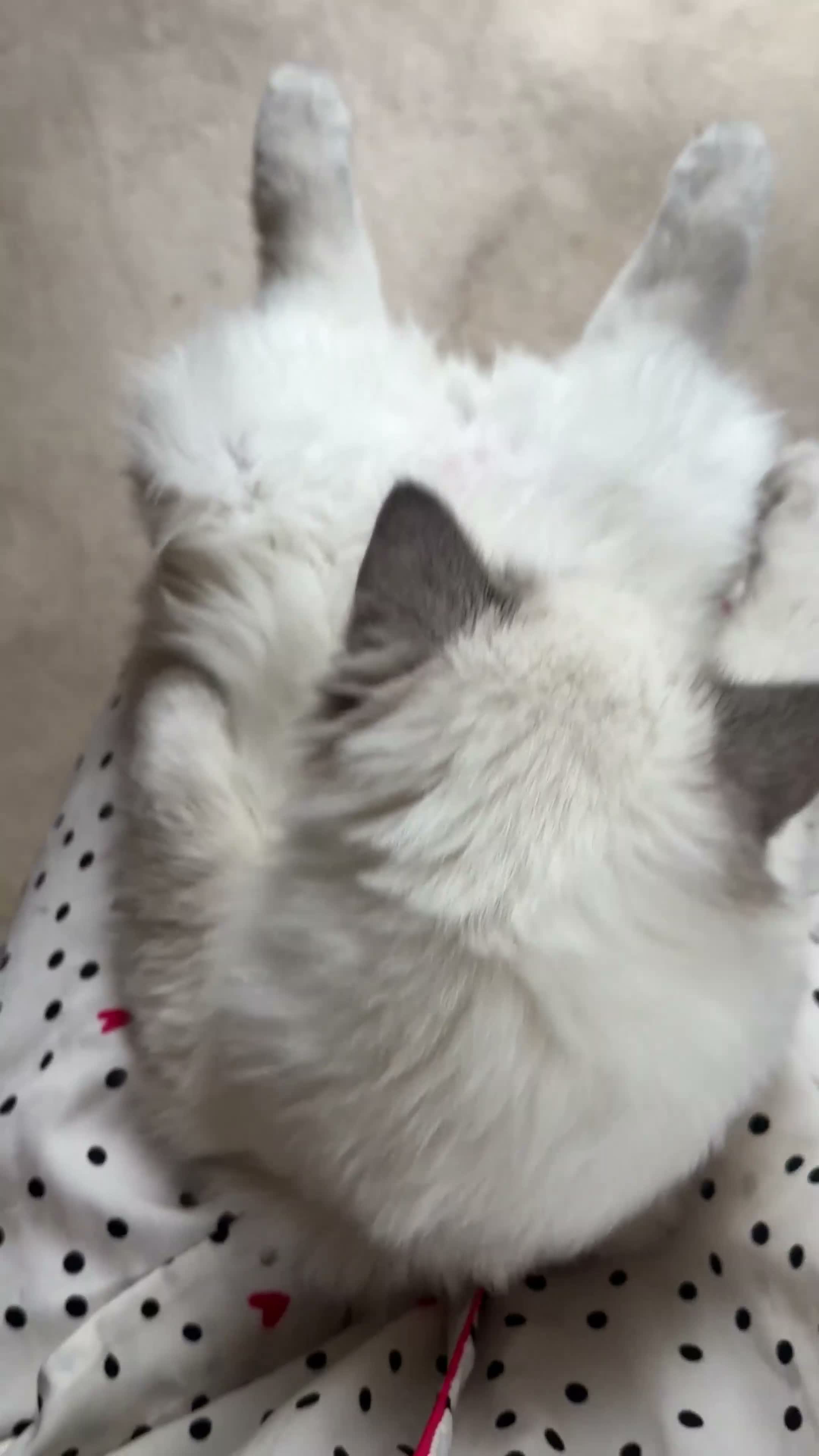 Ragdoll cats for sale: Our foster baby, tuna ❤️ - Video 1