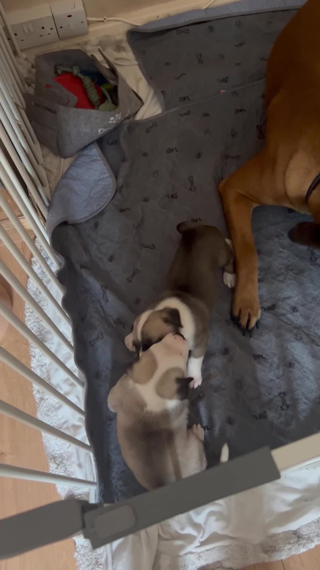 Mixed Breed dogs for sale: American bulldog x bullmastiff puppies - Video 2