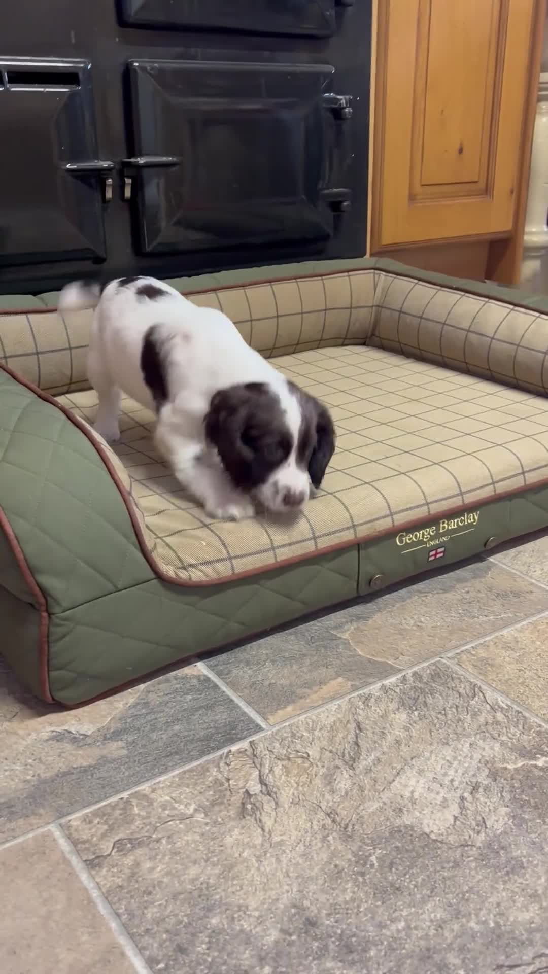 Cocker Spaniel dogs for sale: Gorgeous Cocker Spaniel Girls  - Video 1