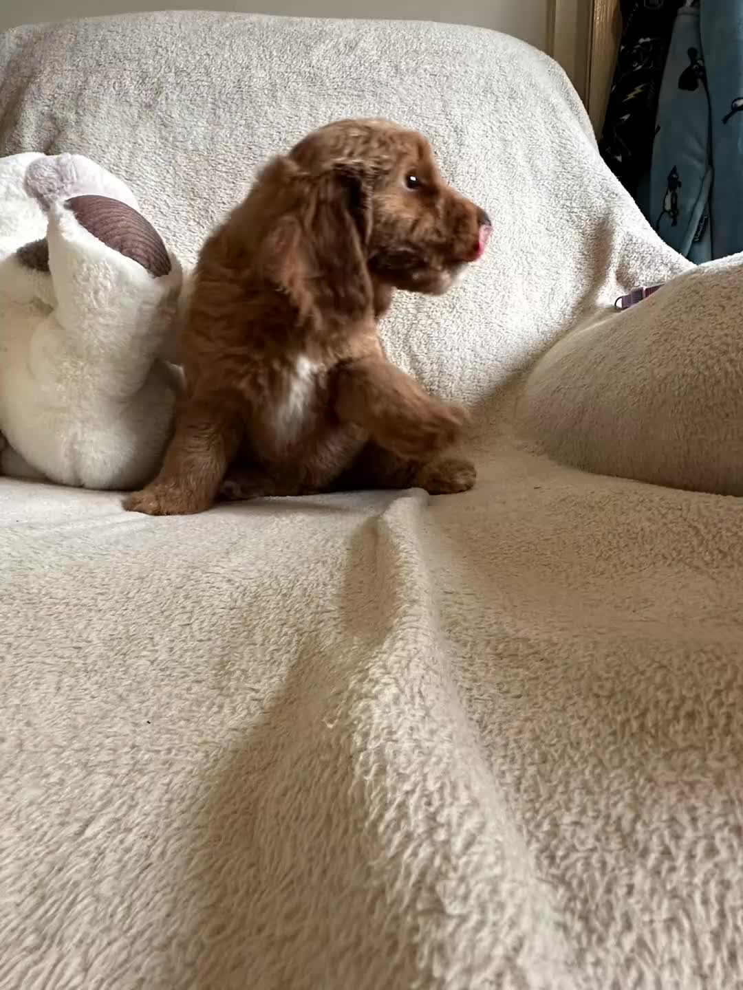 Cockapoo dogs for sale: F1 Red Cockapoo puppies ~ ⭐️ready Now ⭐️  - Video 1