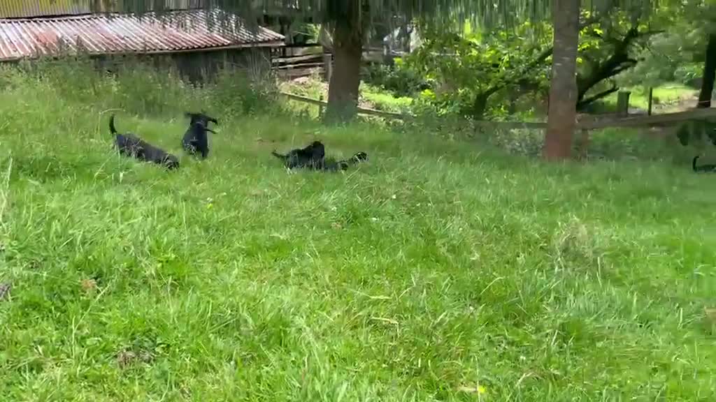 Cockerdor dogs for sale: ****GORGEOUS COCKERDOR PUPPIES**** in Tiverton - Video 1