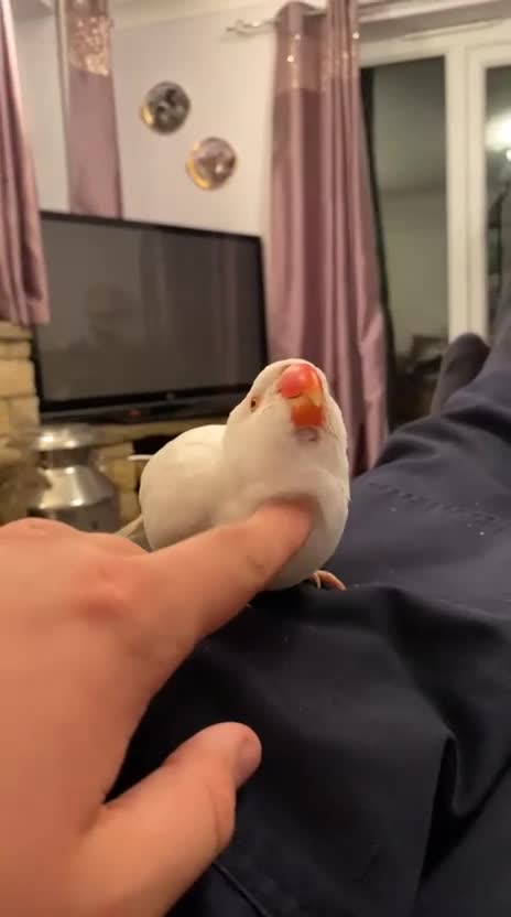 Ringnecks birds for sale: Ring neck  - Video 3