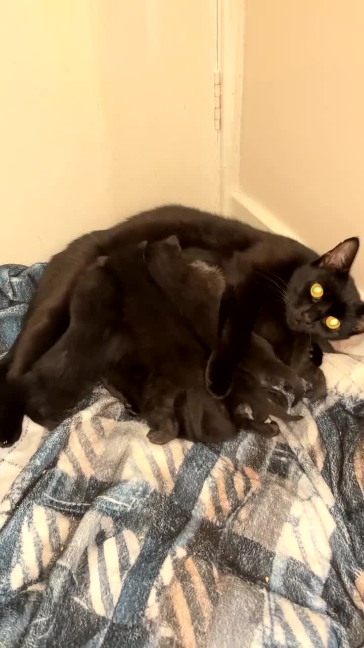 Domestic Shorthair cats for sale: Black velvet kittens  in Newton Stewart - Video 2