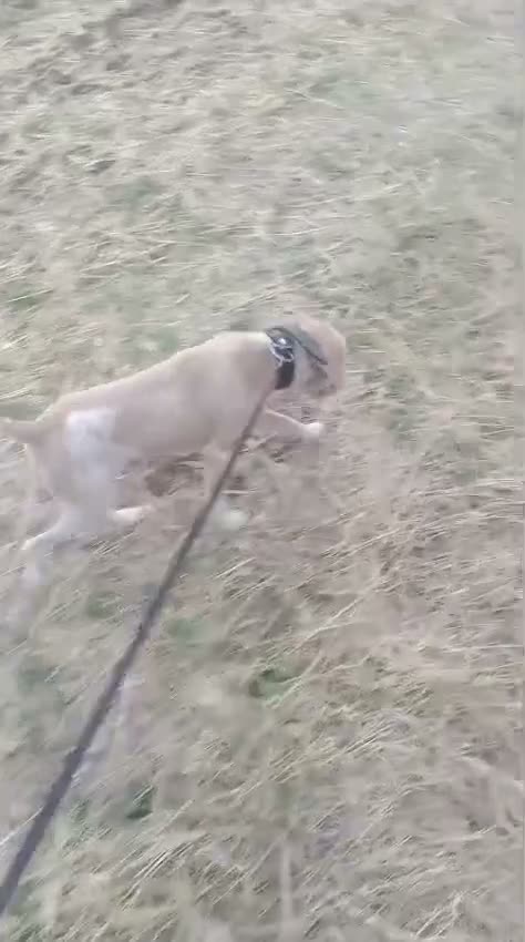 Fox Terrier dogs for adoption: 🐾❤️ HERO — THE BOY WHO KEPT COMING BACK ❤️🐾 - Video 2