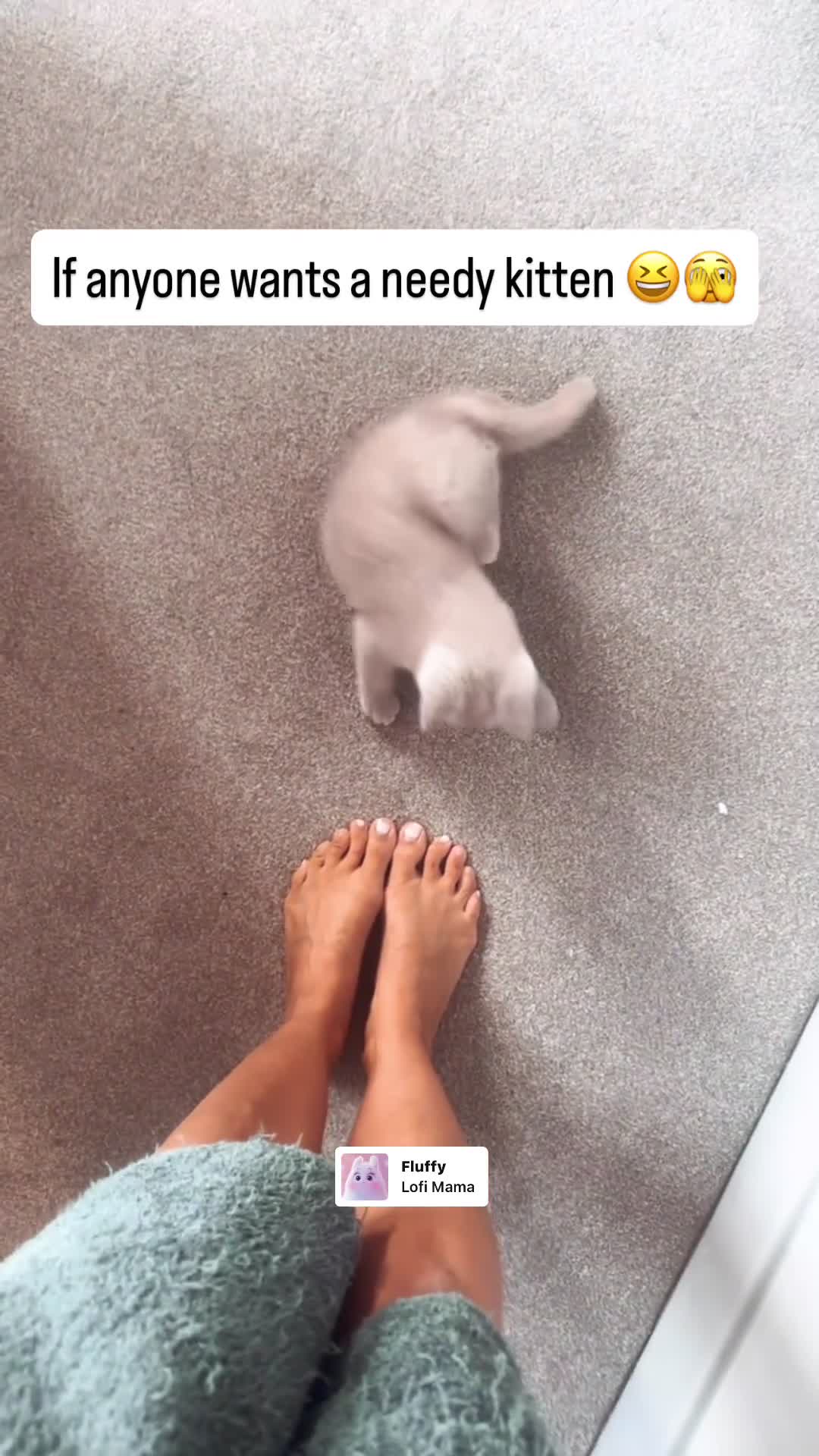 British Shorthair cats for sale: Lilac cream Tortie pedigree British shorthair girl - Video 2