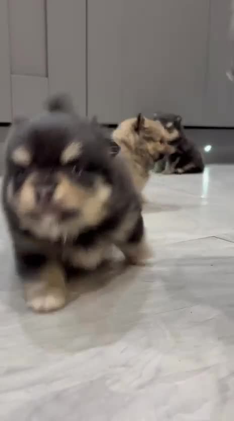 Pomeranian dogs for sale: Kc reg stunning pomeranian puppies  - Video 1