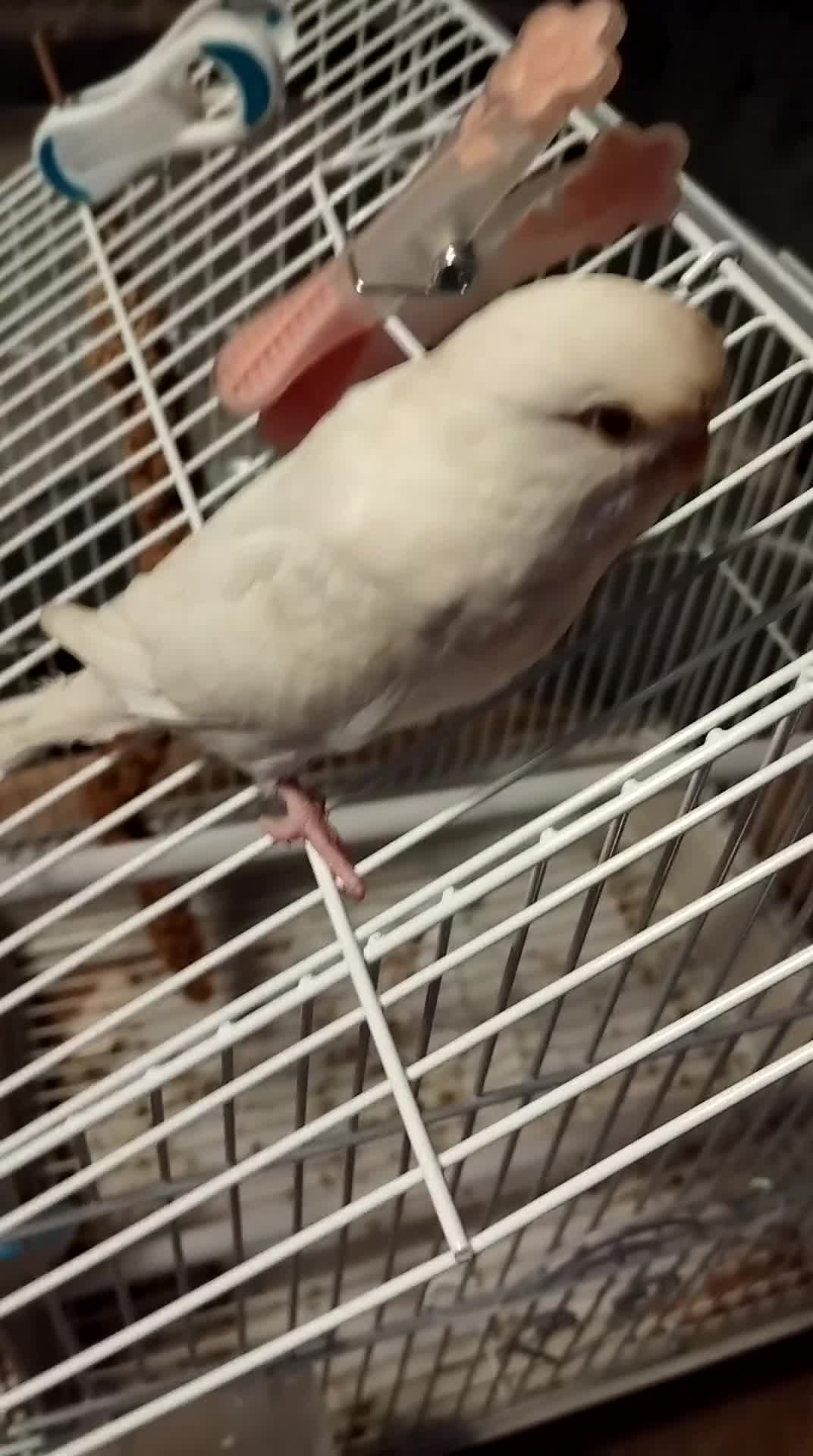 Budgerigars birds for sale: Budgie female for sale very tame Lutino  - Video 1