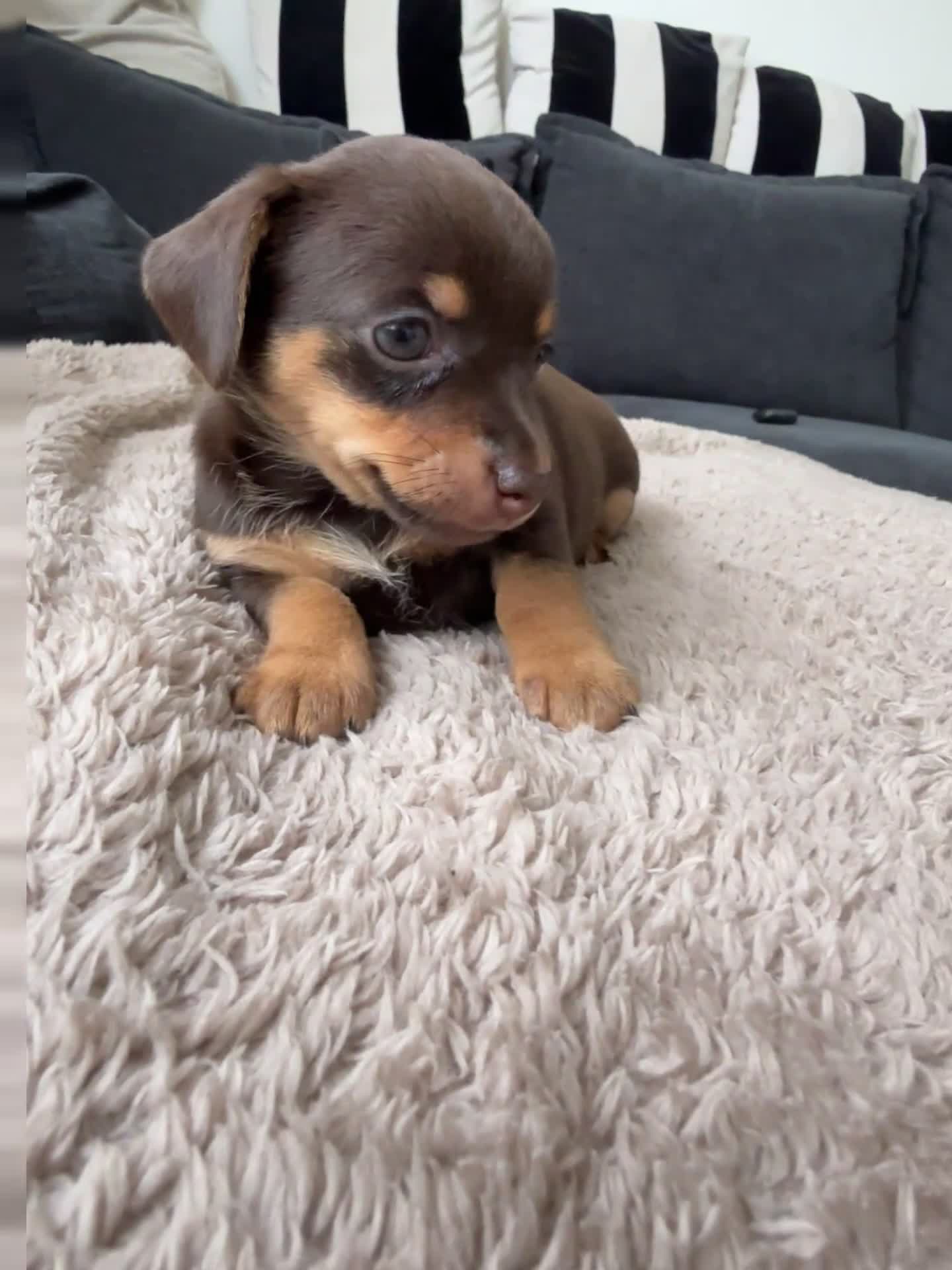 Chiweenie dogs for sale: Miniature Dachshund x Chihuahua  - Video 2