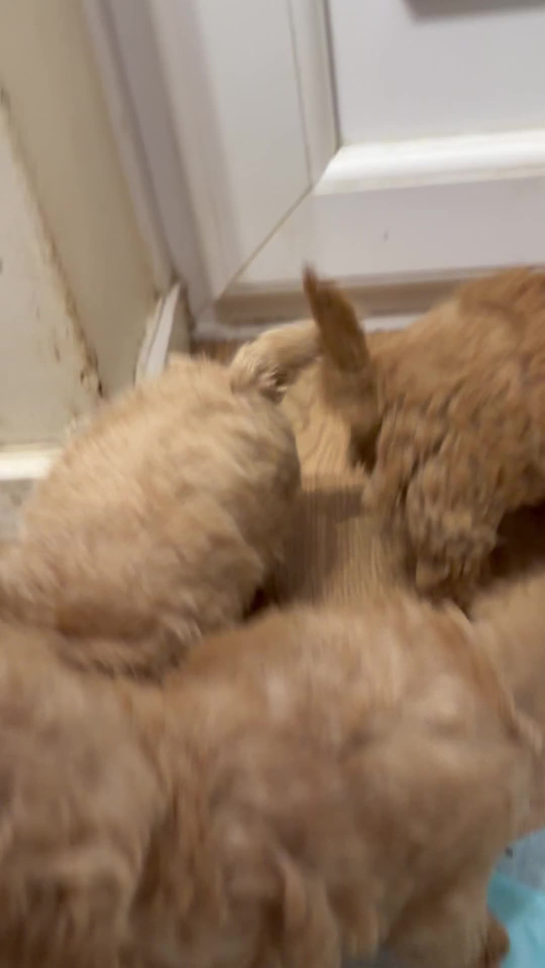 Maltipoo dogs for sale: MALTIPOOS RED  - Video 1