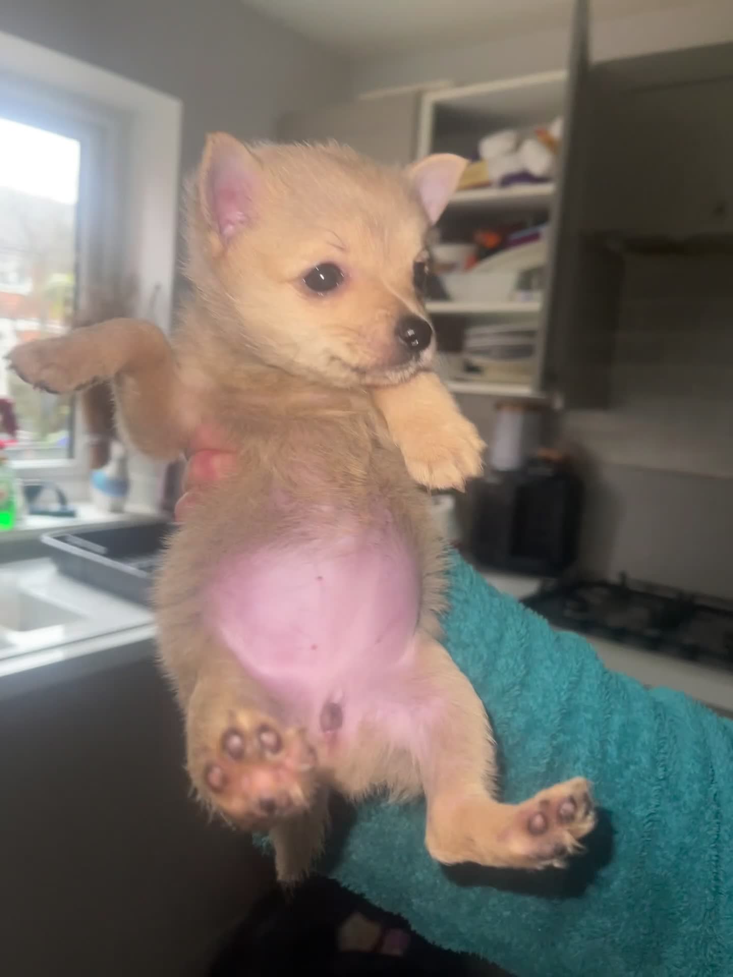 Mixed Breed dogs for sale: Adorable puppies for sale  - Video 2