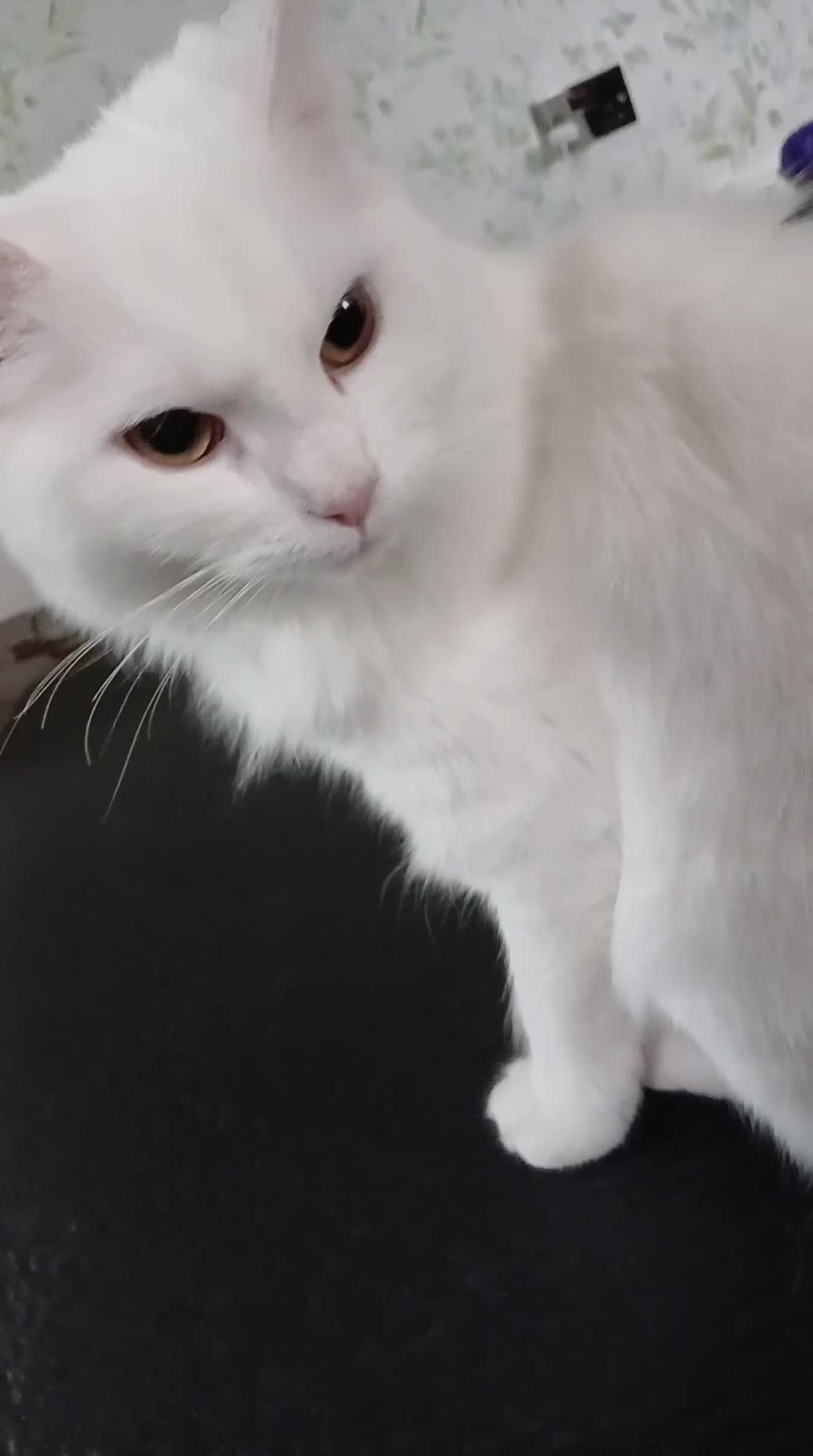 Ragdoll cats for sale: PRICE CAN BE ADJUSTED ragdoll kitten for sale  in Chessington - Video 4