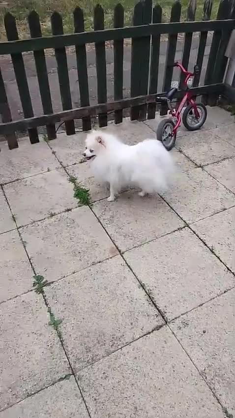 Pomeranian dogs for sale: Beautiful Russian pomeranian pups - Video 1