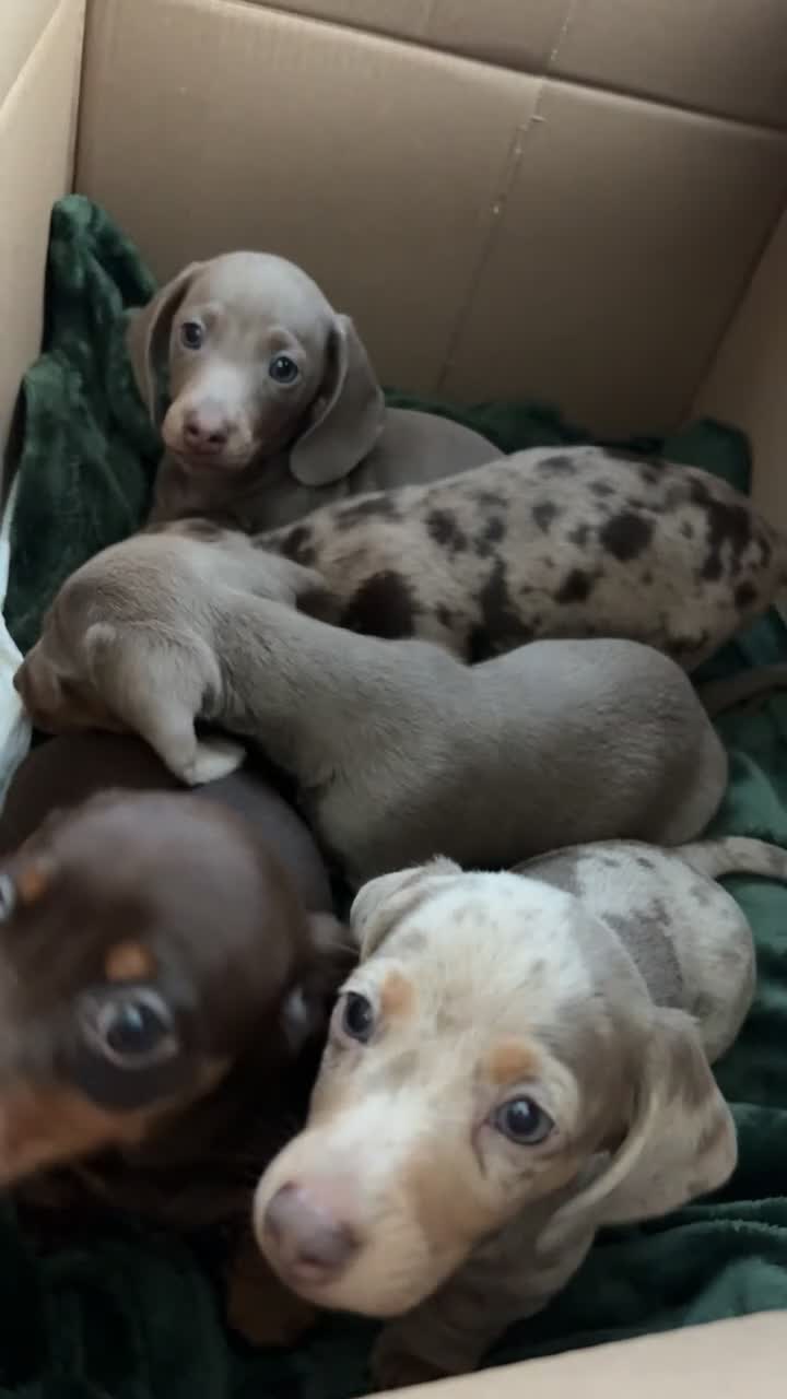 Miniature Dachshund dogs for sale: Miniature Daschund puppies in Hengoed - Video 1