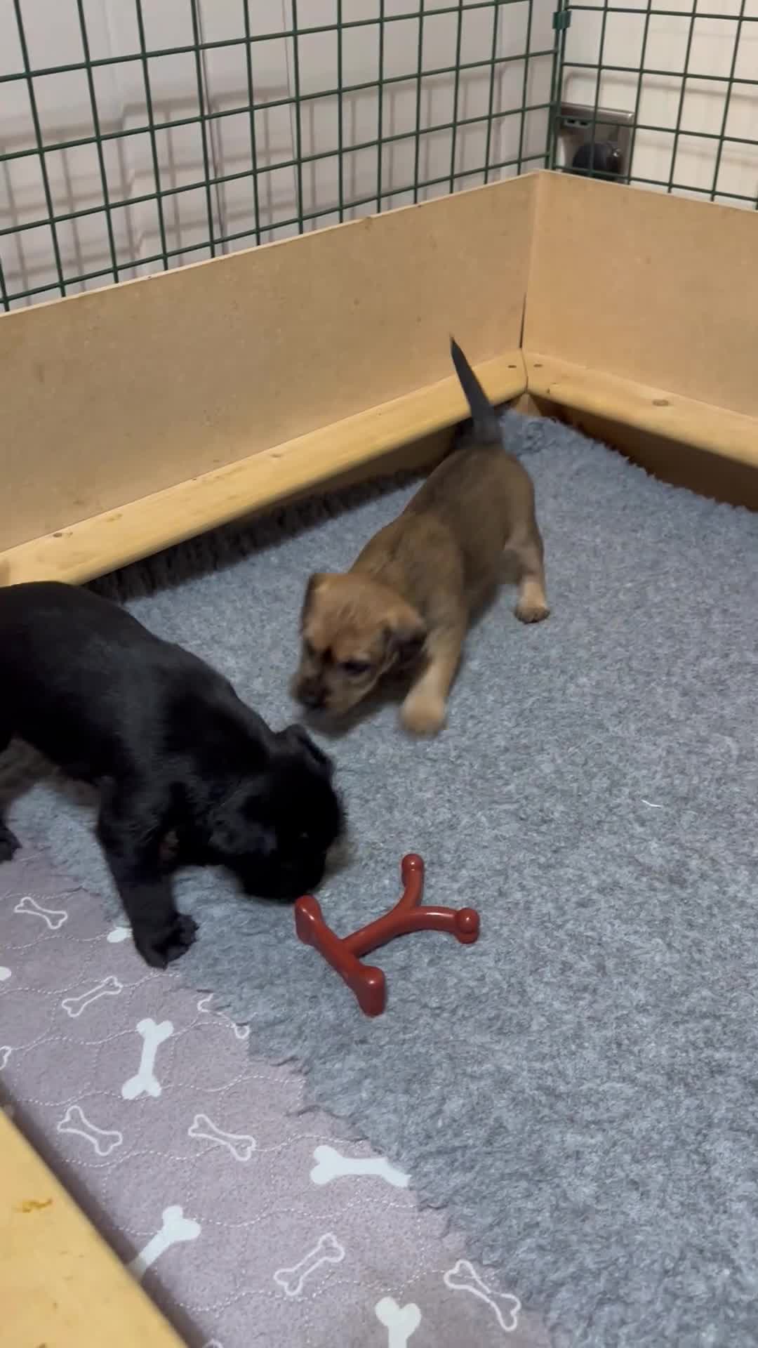 Patterdale Terrier dogs for sale: 5 Gorgeous Patterdale Puppies  - Video 1