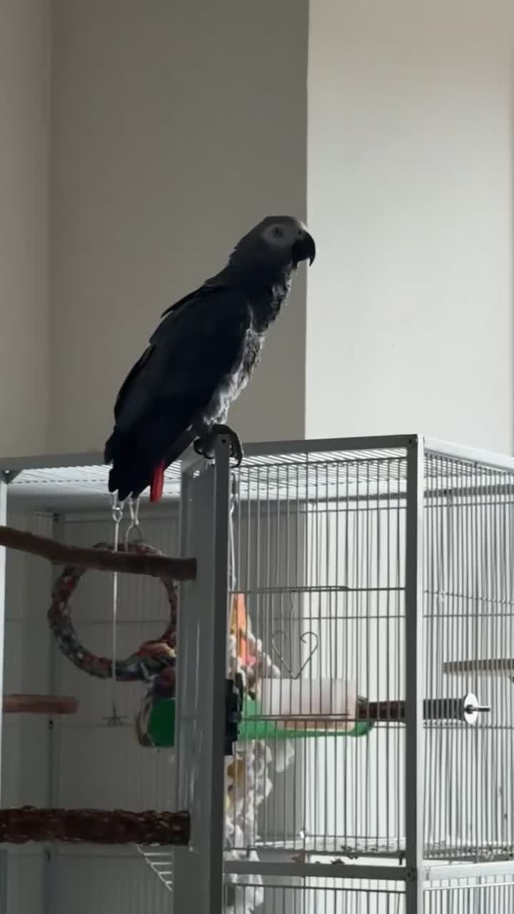 Parrots birds for sale: African grey parrot really friendly  in Clydebank - Video 1