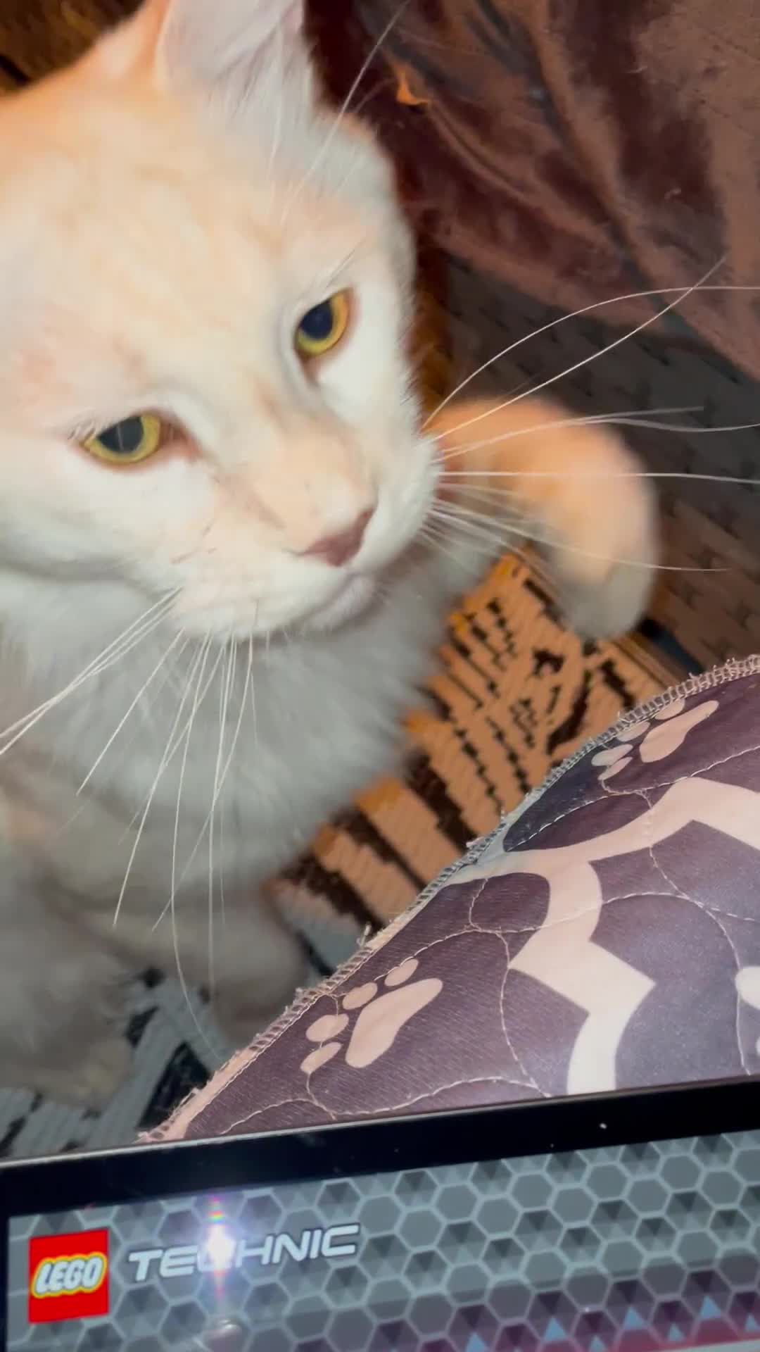 Maine Coon cats for sale: Maine Coon Cross Kittens 3 Girls , 2 Boys - Video 4