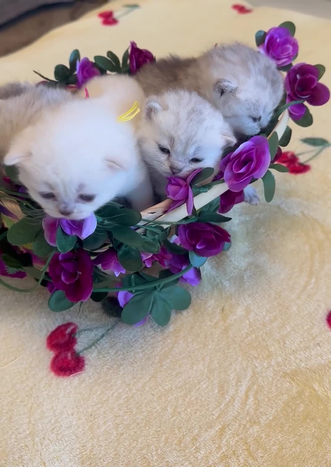 British Shorthair cats for sale: Gorgeous beautiful furr babies 😻 - Video 1