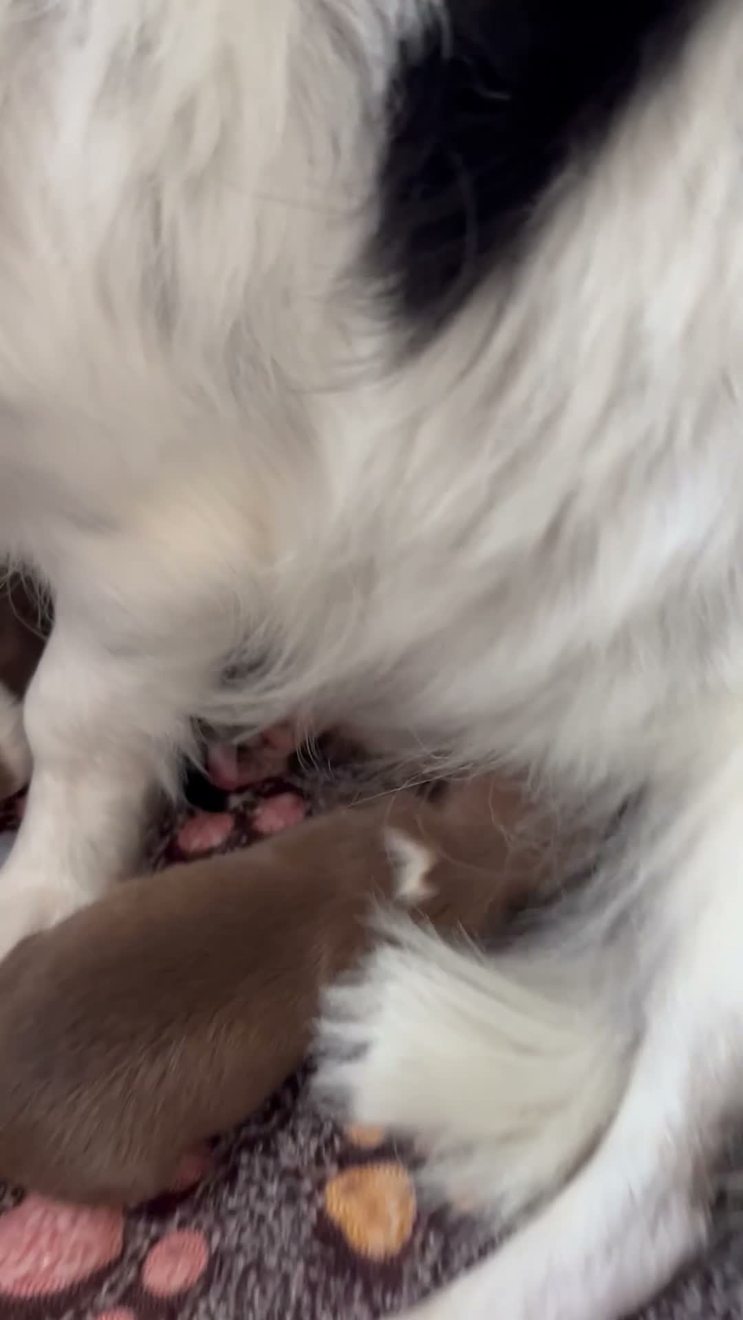 Chihuahua dogs for sale: Beautiful chihuahua babies  - Video 1