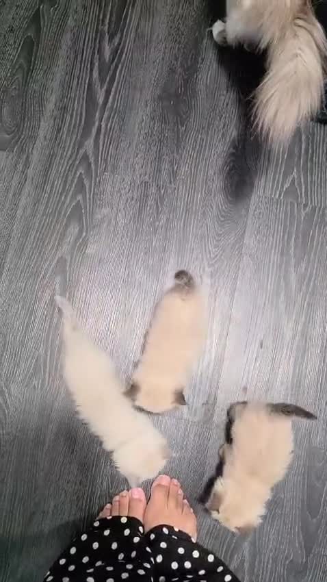 Ragdoll cats for sale: Ragdoll Kittens for sale - Video 2