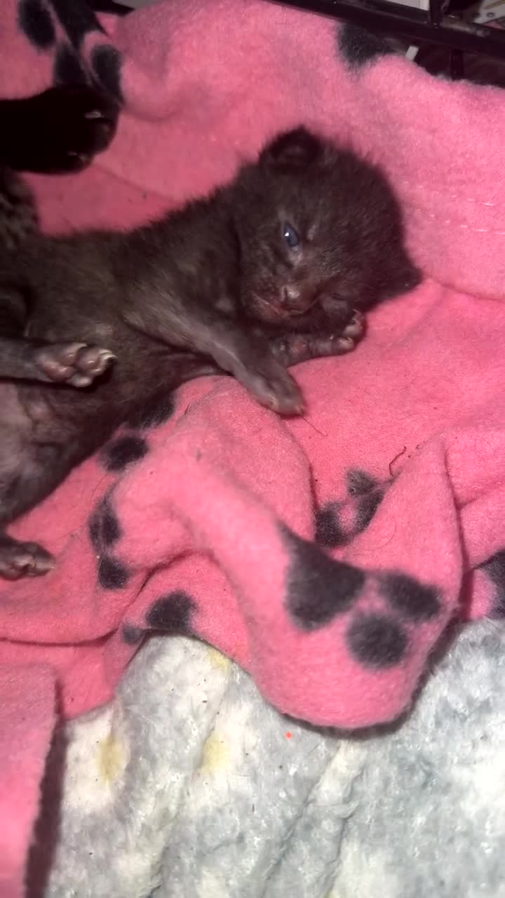 Mixed Breed cats for sale: 4 balls of fur babies looking for ever homes  - Video 1