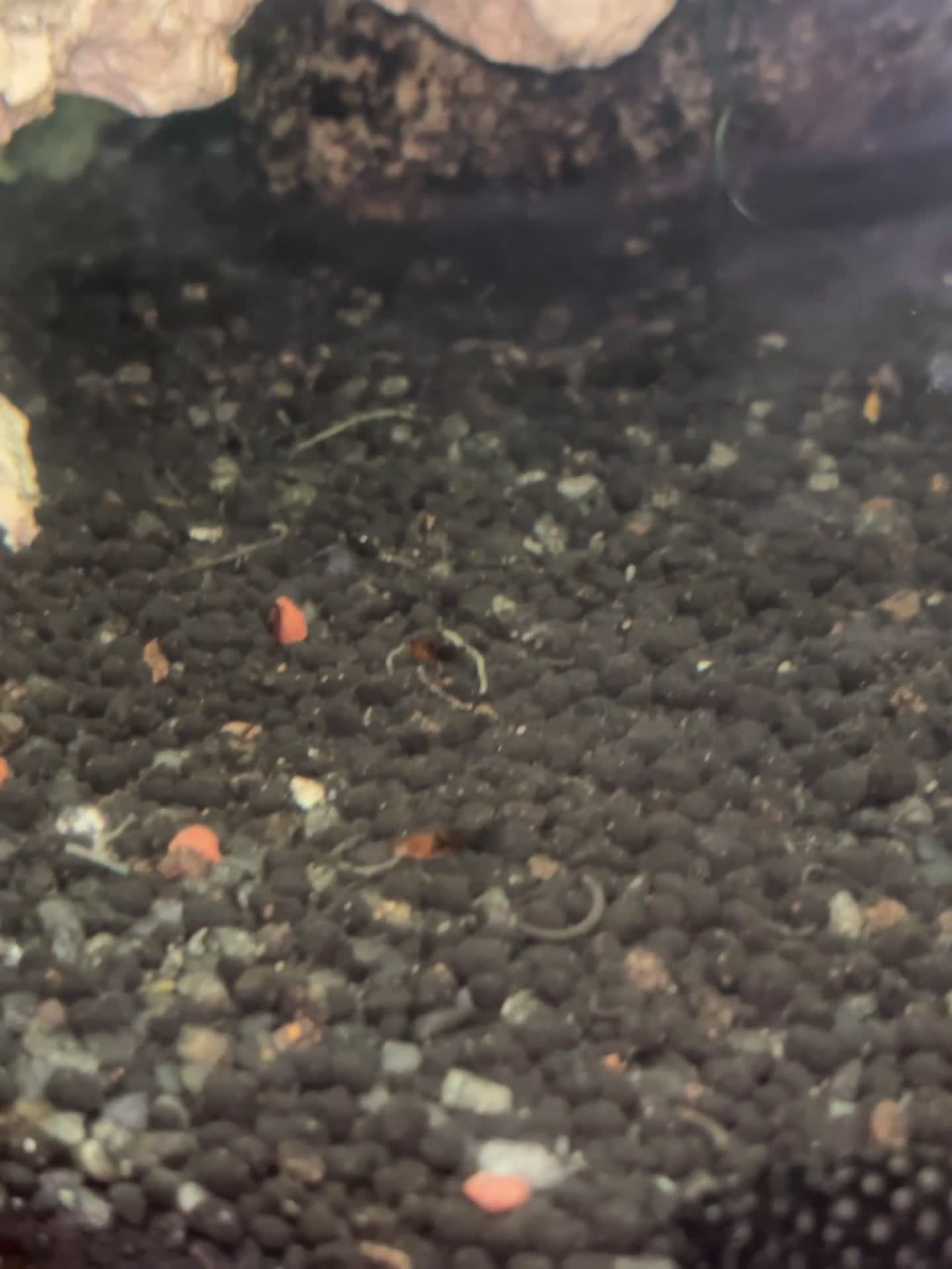 Other/Mixed Breed fish for sale: Beautiful livebearers  - Video 2