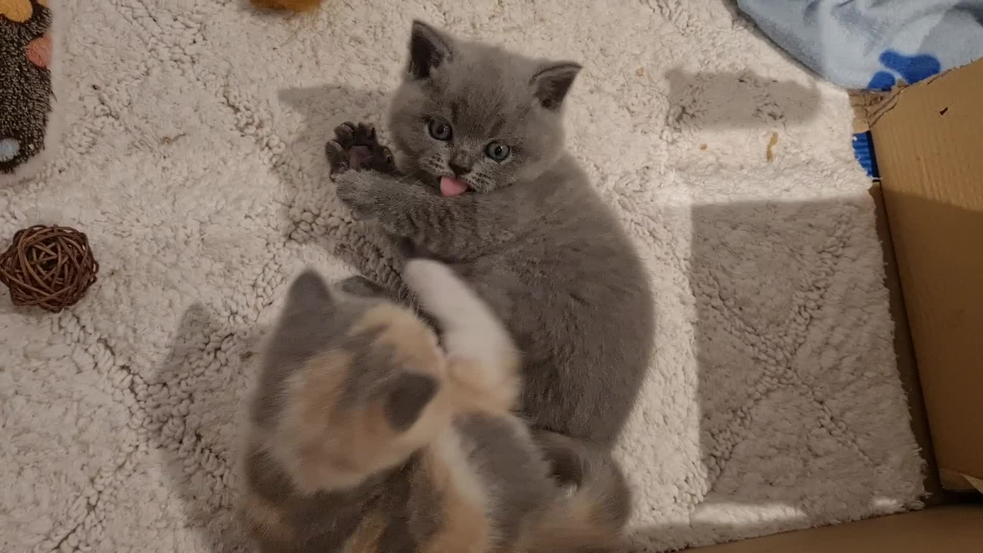 British Shorthair cats for sale: British shorthair kittens - Video 1