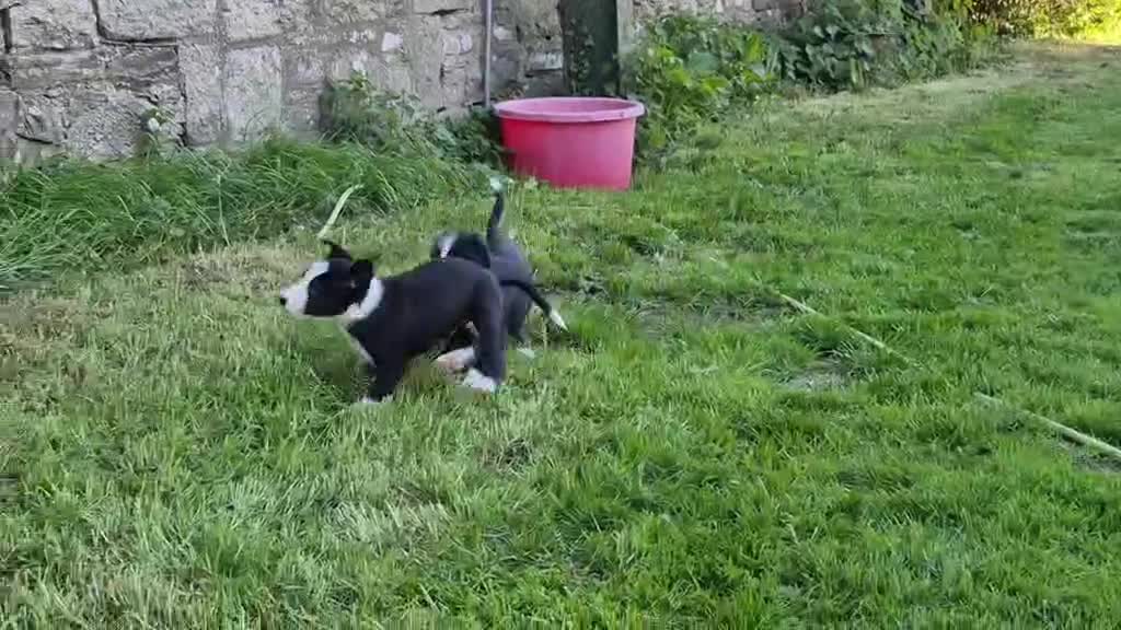 Mixed Breed dogs for sale: Border x Beardie Collies - Video 3