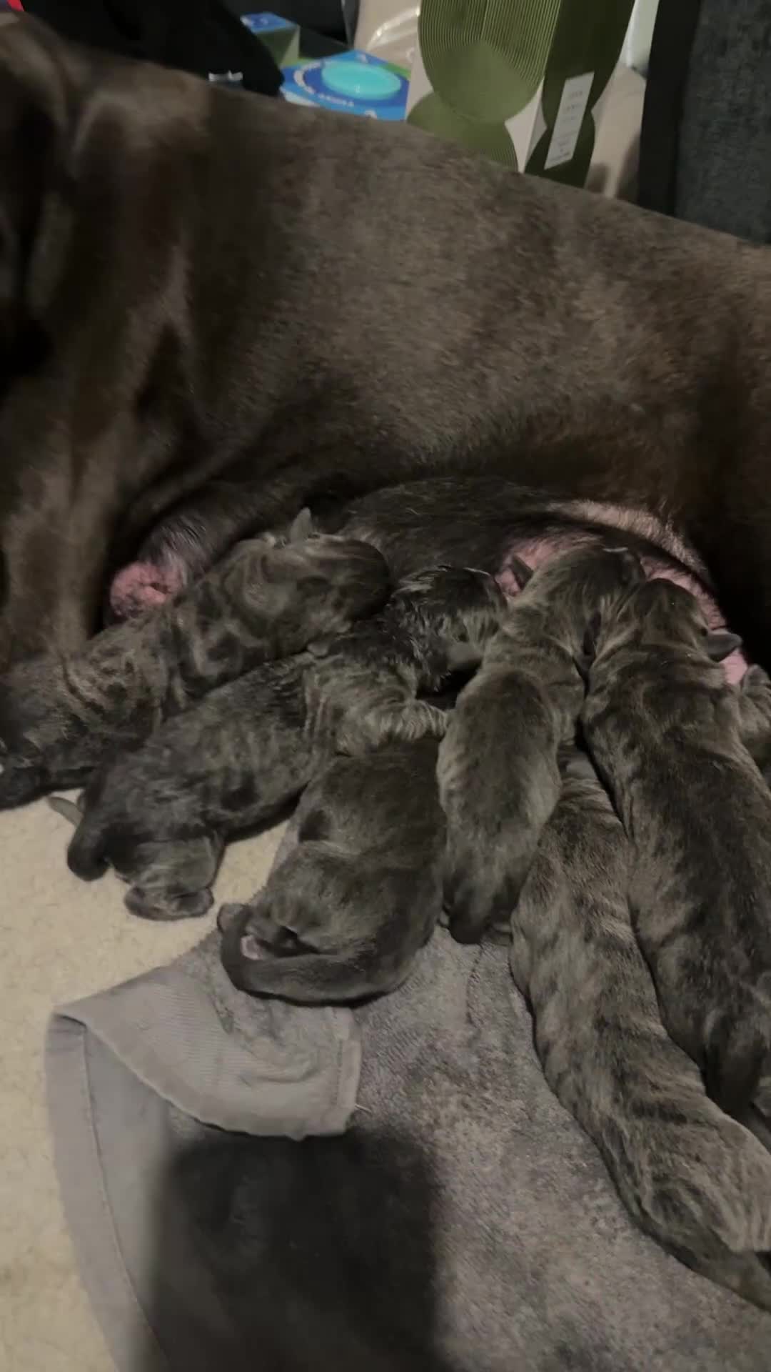 Cane Corso dogs for sale: Beautiful blue cane corsos - Video 1