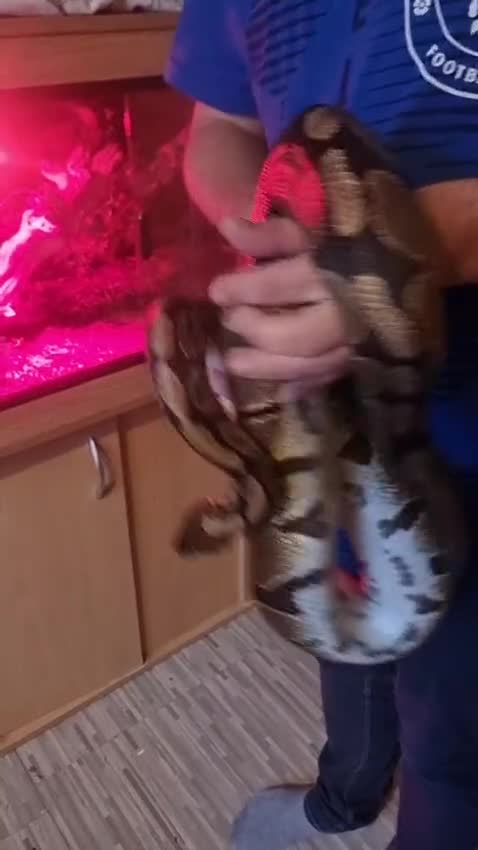 Python Snake reptiles for sale: Female Royal Python  - Video 1