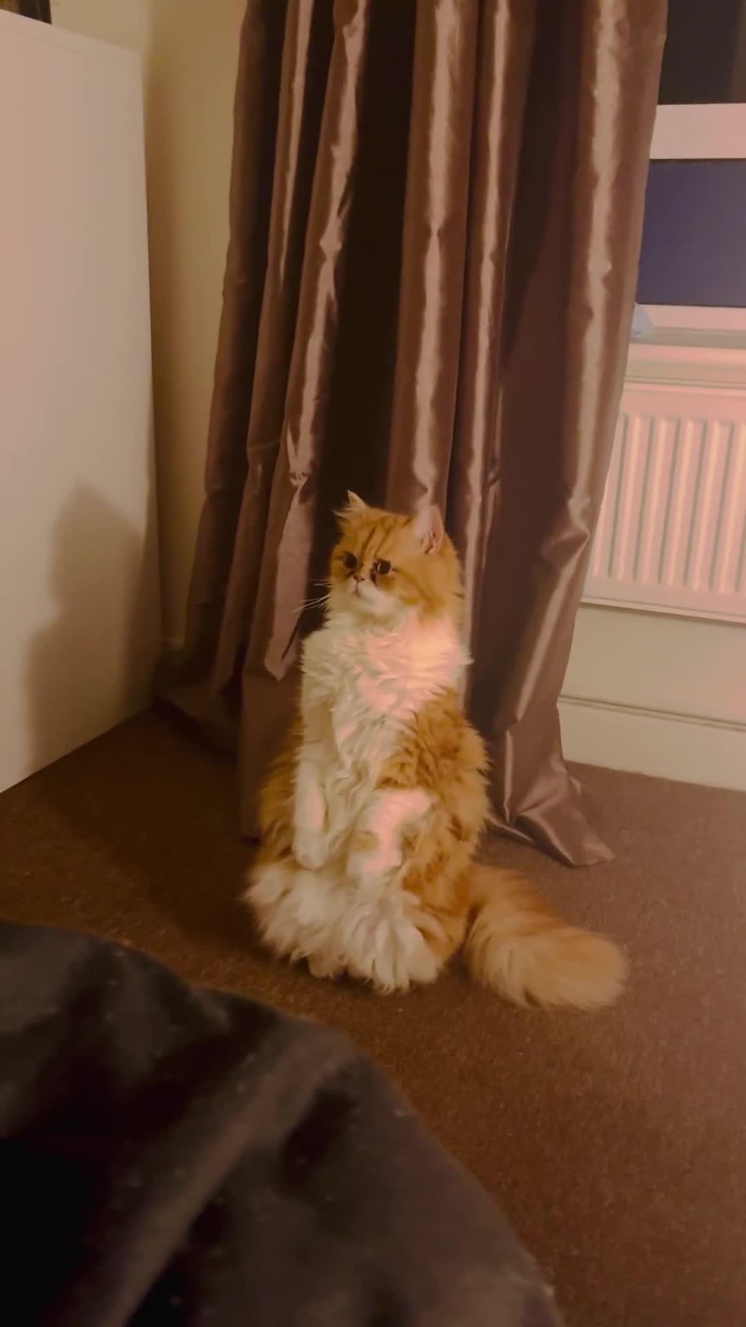 Persian cats for sale: Lovely Persian Cat for sale  - Video 1