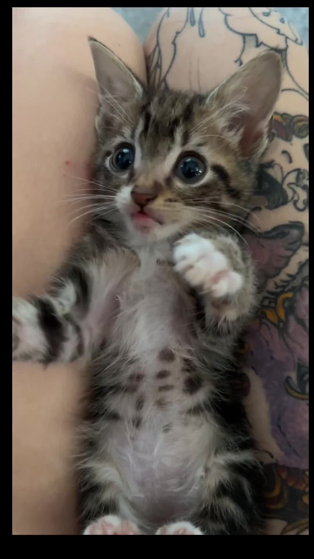 Mixed Breed cats for sale: Kitten - Video 1