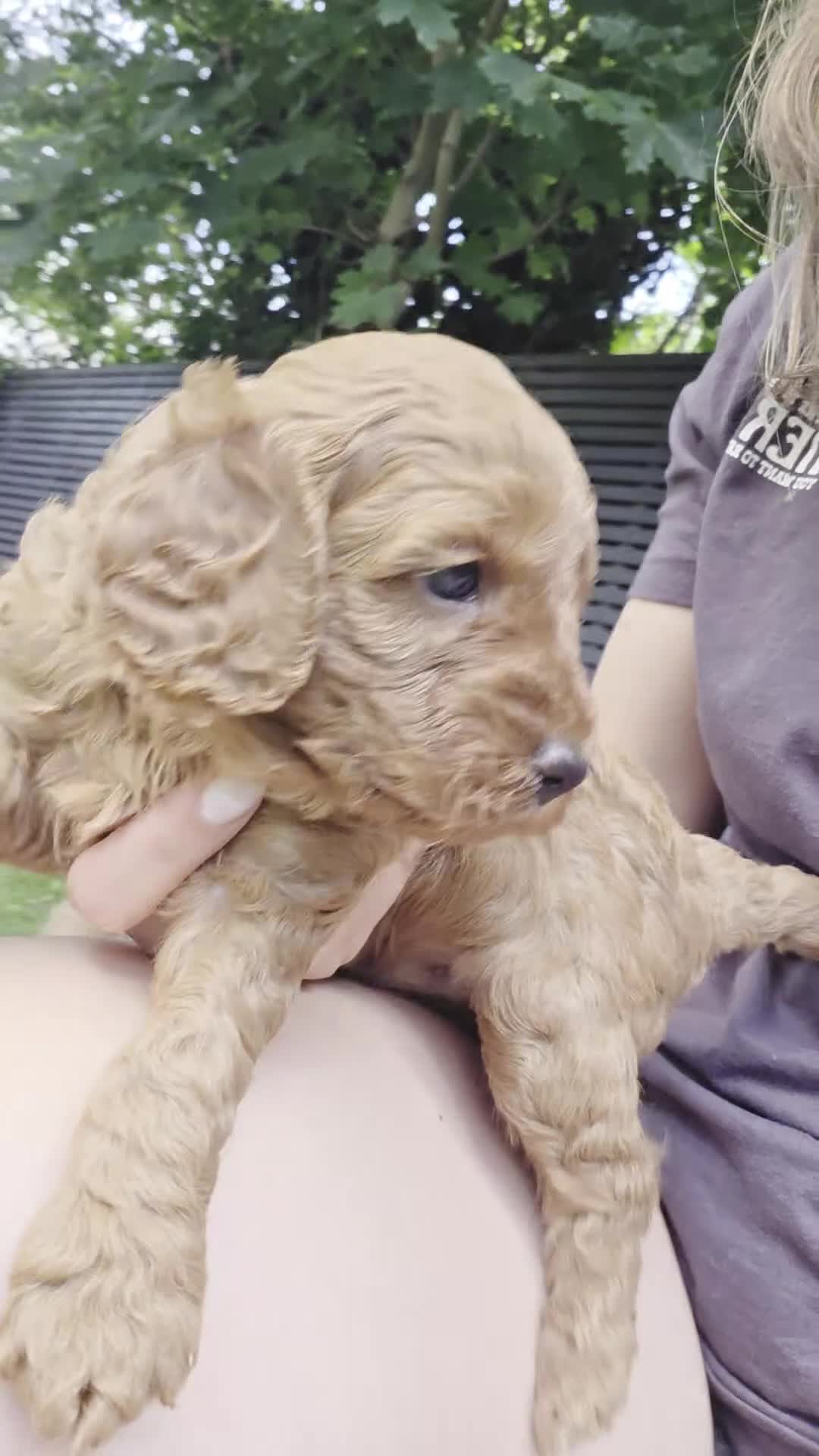 Cavapoo dogs for sale: ❤️Beautiful cavapoo- Ready 16th July ❤️ - Video 3