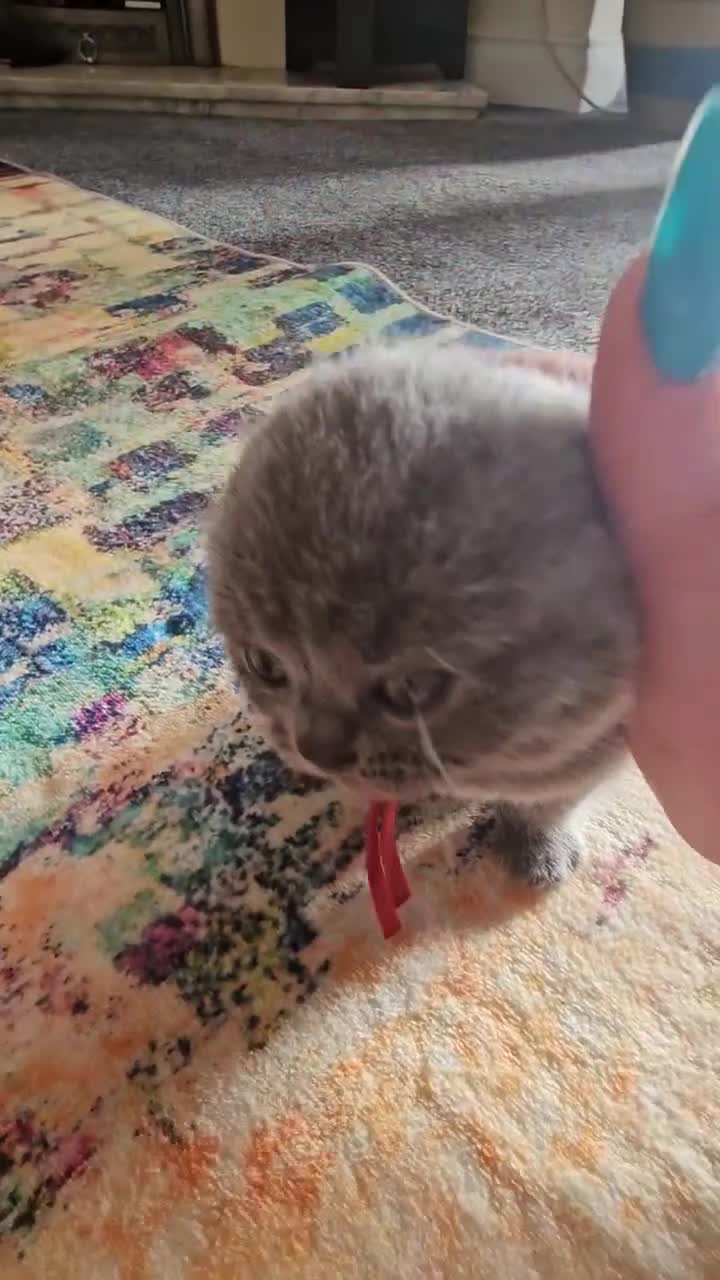 British Shorthair cats for sale: British Shorthair kittens ( pedigree) - Video 3