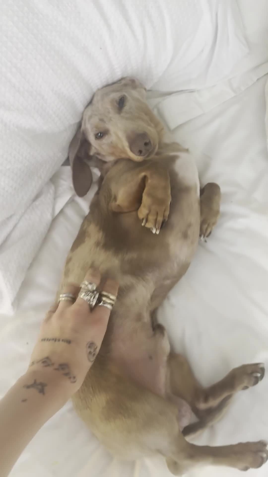 Miniature Dachshund dogs for sale: Buddy - Video 2
