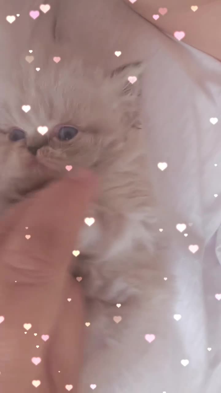 Persian cats for sale: Persian Kittens - Video 1