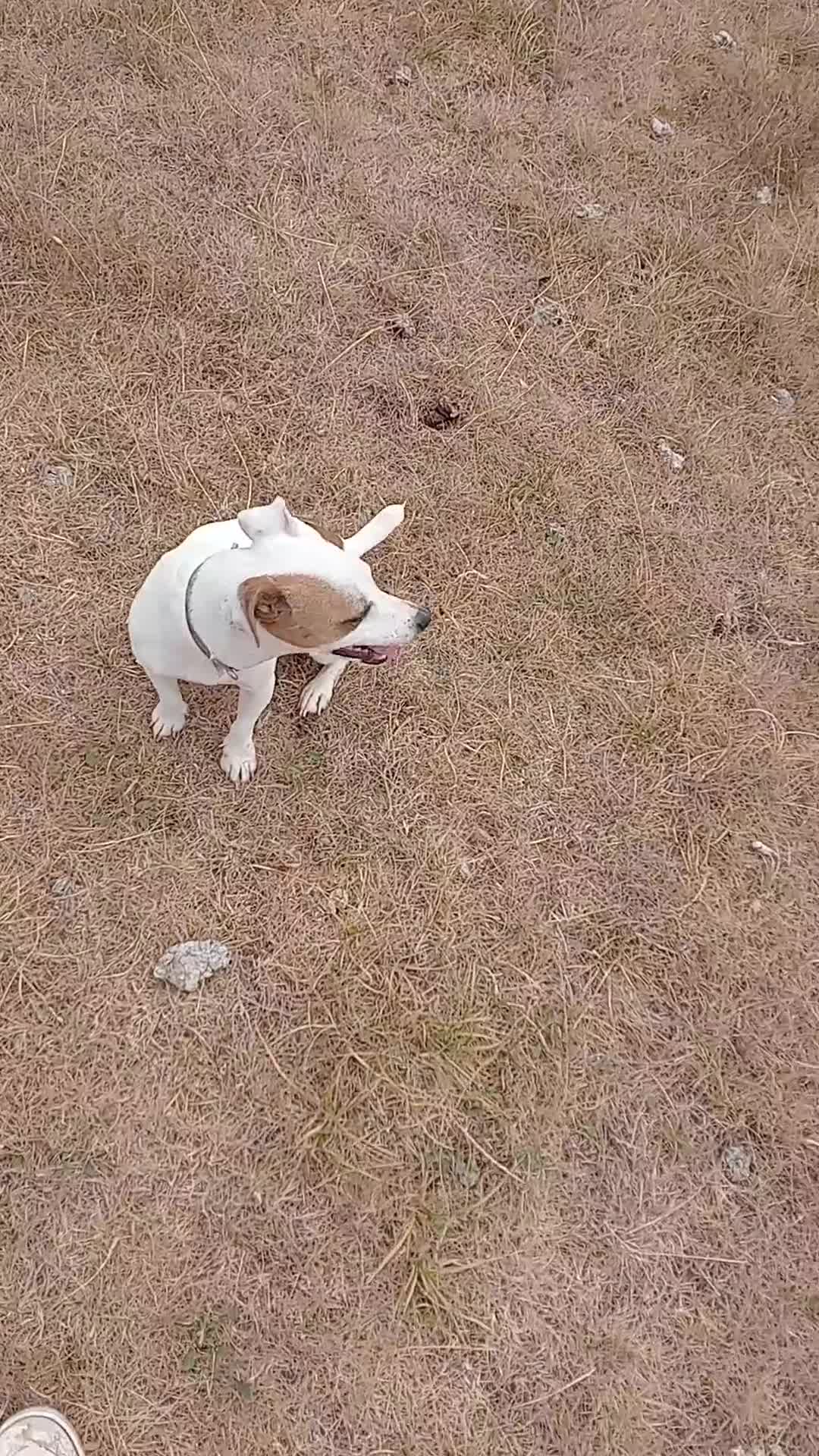 Jack Russell dogs for sale: Jack Russell bitch  - Video 5