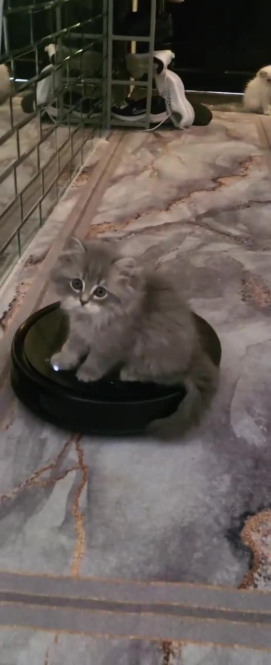 Ragdoll cats for sale: 4  wonderful ragdoll kitten looking for happy Homy - Video 2