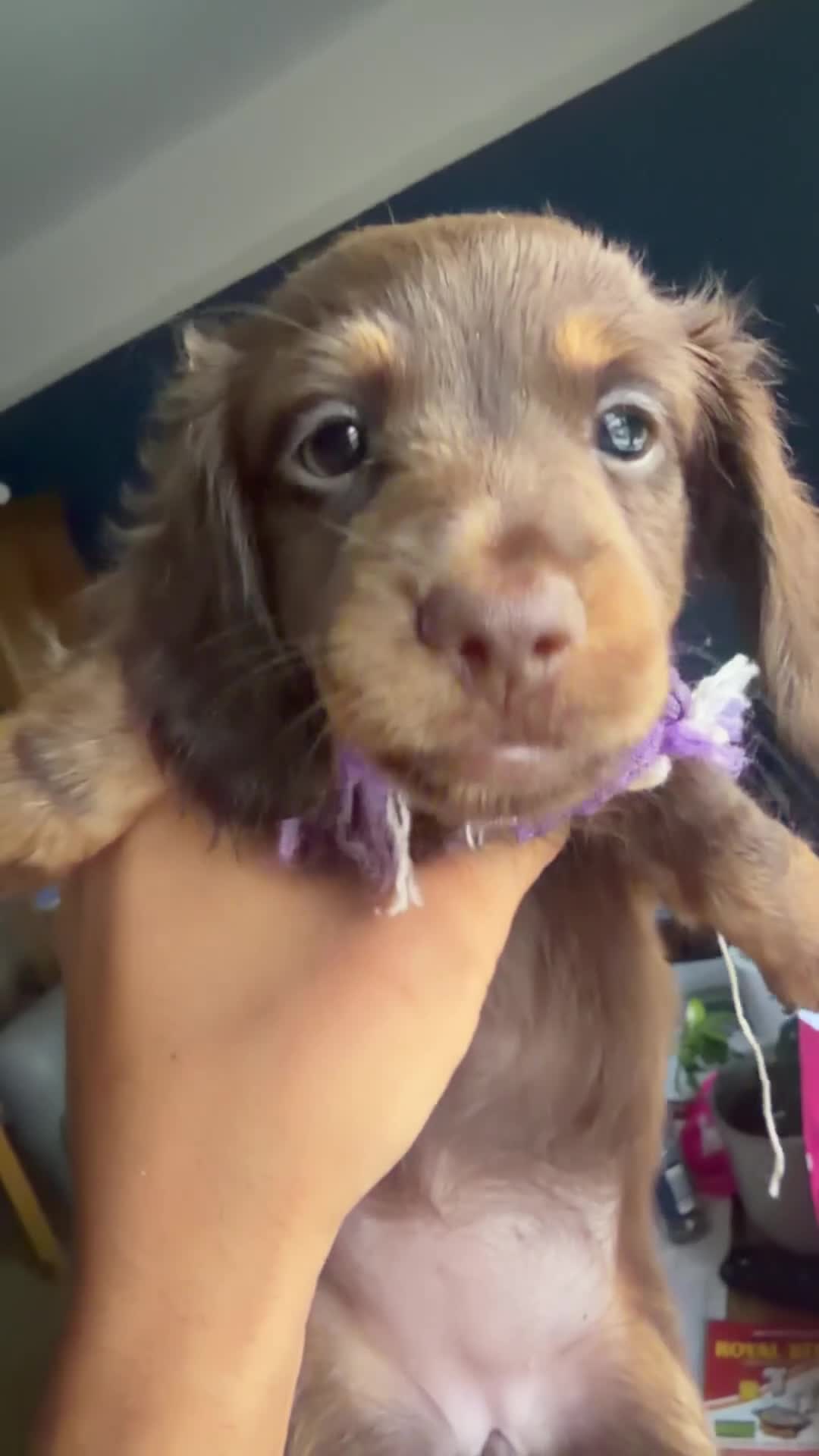 Miniature Dachshund dogs for sale: READY🚨Longhaired miniature dachshund female LAST1 - Video 1