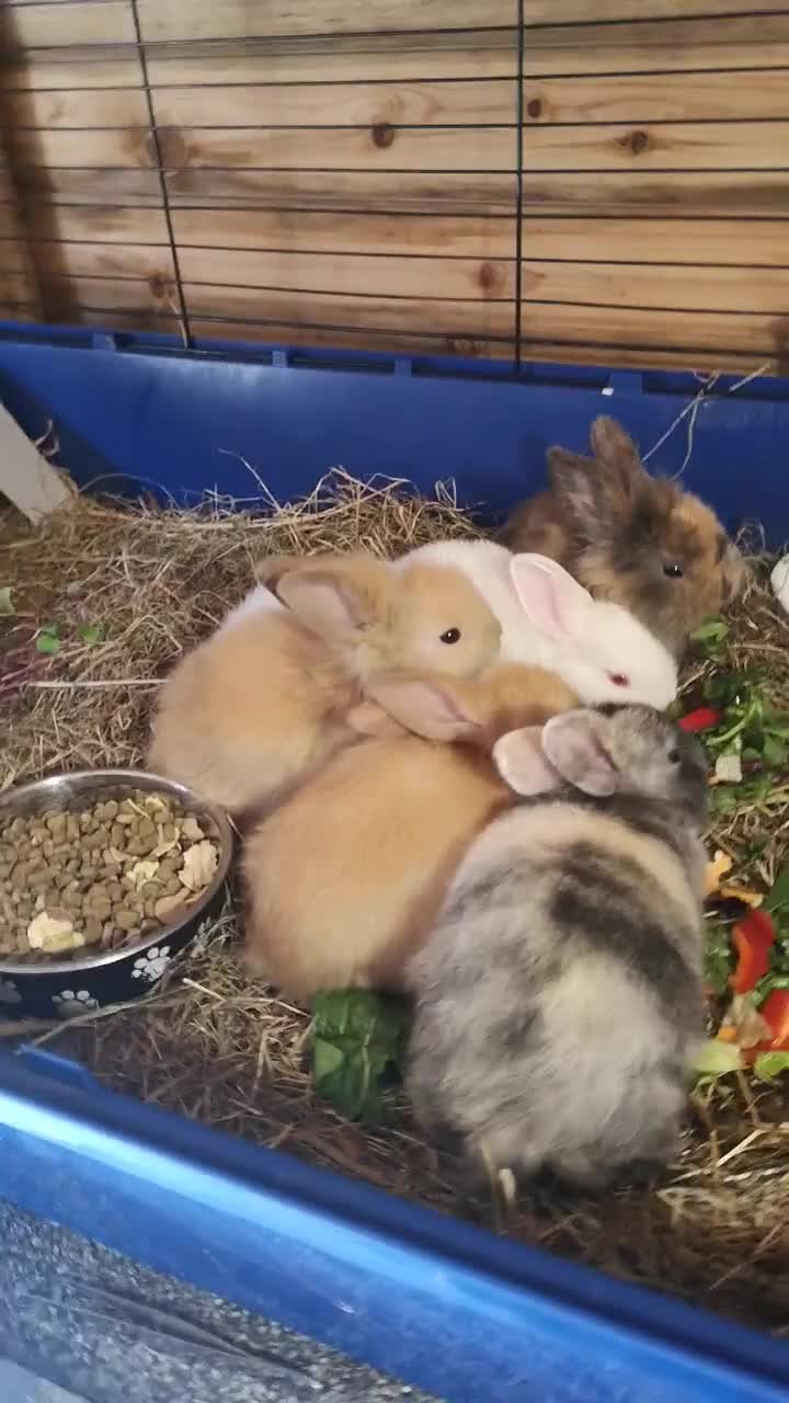 English rabbits for sale: Beutiful baby rabbits  - Video 1