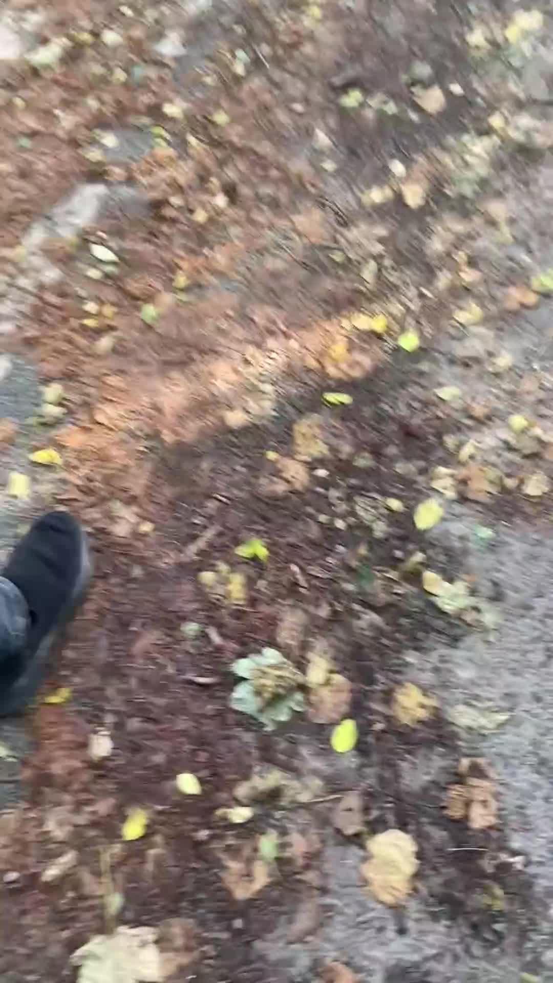 Miniature Poodle dogs for sale: Male apricot miniature poodle .  - Video 1