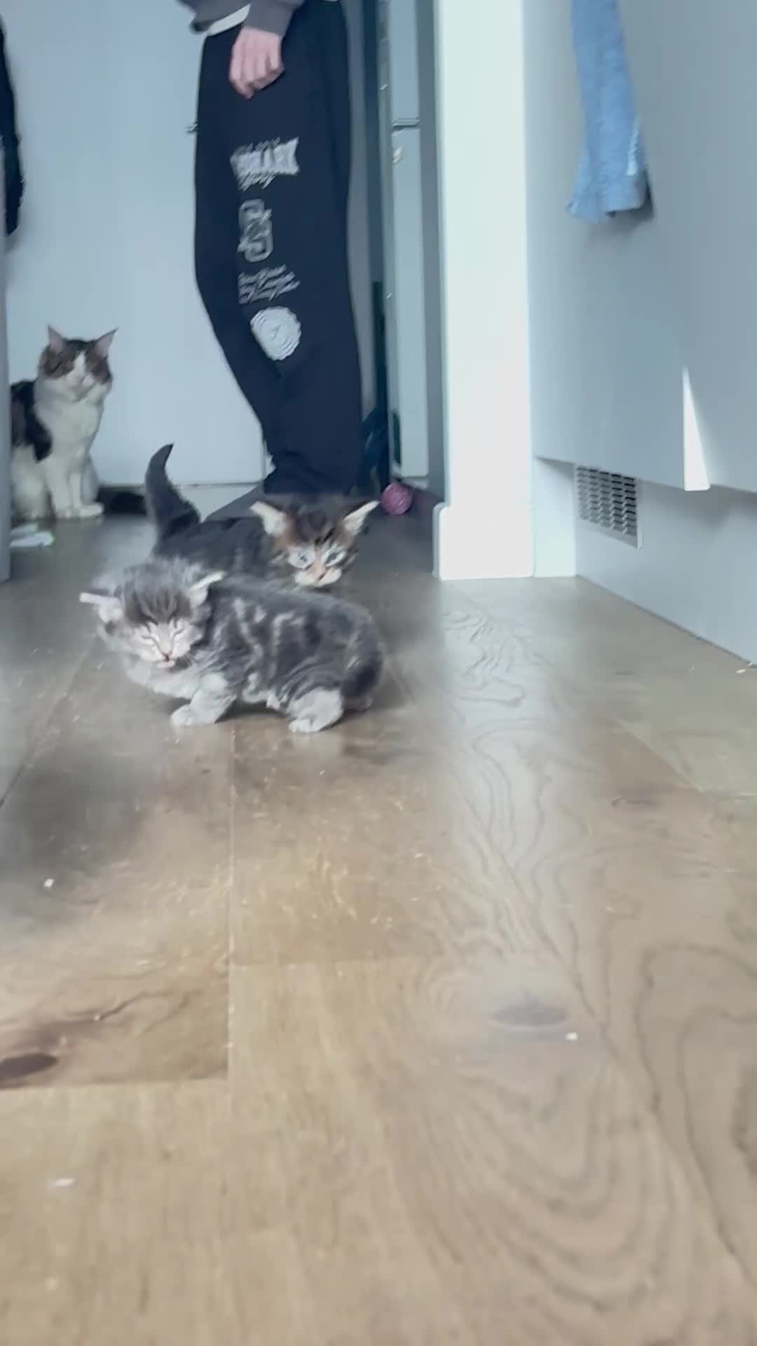 Maine Coon cats for sale: 4 Maine Coon kittens -friendly, cuddly, ready may - Video 1