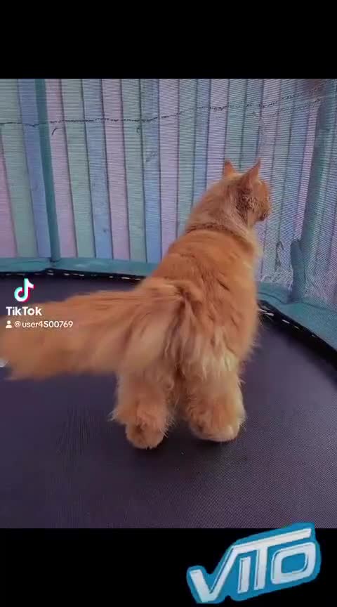 Maine Coon cats for sale: 😽 Cuddly Maine coon kittens 😽 in Preston - Video 1